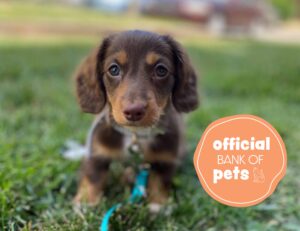 Dark and light brown miniature dachshund puppy with a blue collar sitting in green grass looking at camera