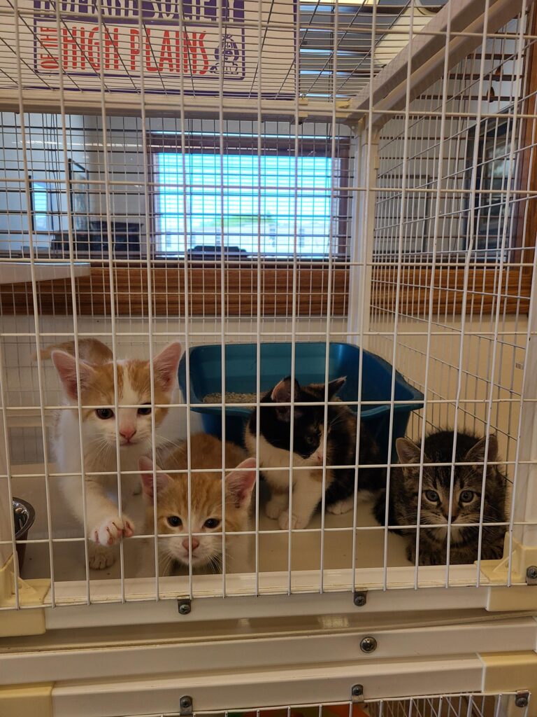 Kittens in cage waiting to be adopted