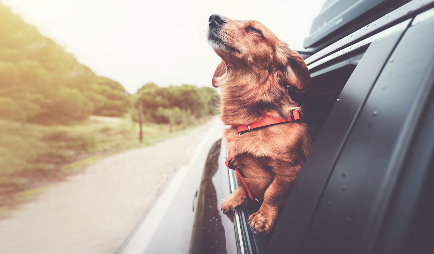 Dog outside window in car